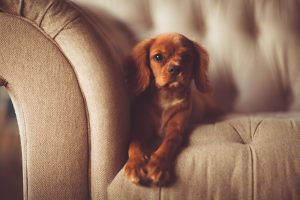 How to Keep Your Home Clean with Pets